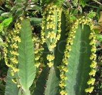 Euphorbia candelabrum - Flowers - Click to enlarge!