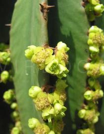 Euphorbia candelabrum - Flowers, close-up - Click to enlarge!