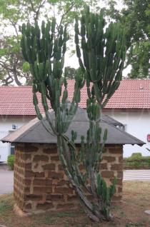 Euphorbia candelabrum - Habit - Click to enlarge!