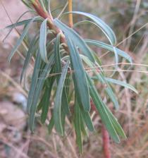 Euphorbia characias - Foliage - Click to enlarge!