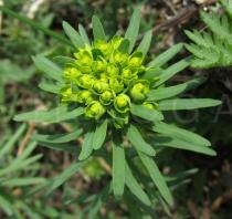 Euphorbia cyparissias - Inflorescence - Click to enlarge!
