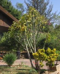 Euphorbia desmondii - Habit - Click to enlarge!