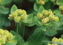 Euphorbia epithymoides - Infructescence - Click to enlarge!