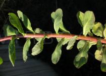 Euphorbia helioscopia - Leaf insertion - Click to enlarge!