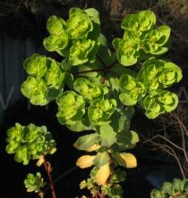 Euphorbia helioscopia - Inflorescence - Click to enlarge!