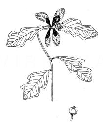 Euphorbia heterophylla - Click to enlarge!