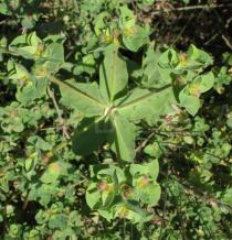 Euphorbia hirsuta - Inflorescence - Click to enlarge!
