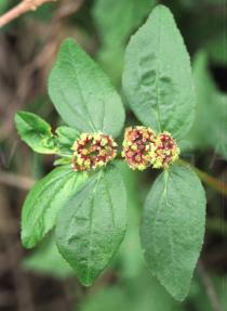 Euphorbia hirta - Flowering branch - Click to enlarge!