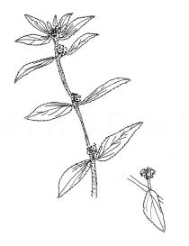 Euphorbia hirta - Click to enlarge!