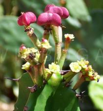 Euphorbia kamerunica - Fruit - Click to enlarge!