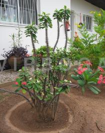 Euphorbia milii - Habit - Click to enlarge!