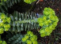 Euphorbia myrsinites - Branch - Click to enlarge!