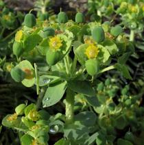 Euphorbia myrsinites - Inflorescence - Click to enlarge!