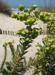 Euphorbia paralias - Branch - Click to enlarge!