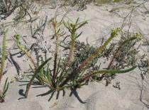 Euphorbia paralias - Habit - Click to enlarge!