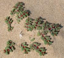 Euphorbia peplis - Habit - Click to enlarge!