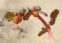 Euphorbia peplis - Fruits - Click to enlarge!