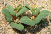 Euphorbia peplis - Leaves - Click to enlarge!