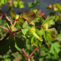 Euphorbia peplus - Flowers - Click to enlarge!