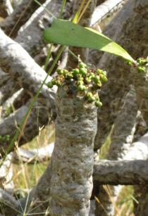 Euphorbia poissonii - Fruits - Click to enlarge!