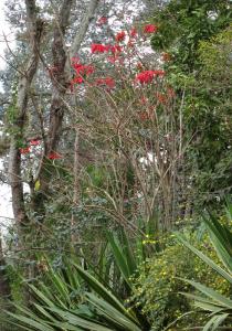 Euphorbia pulcherrima - Habit - Click to enlarge!