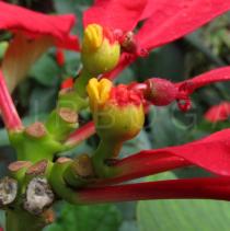 Euphorbia pulcherrima - Flower - Click to enlarge!