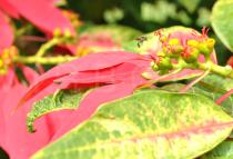 Euphorbia pulcherrima - Flowers - Click to enlarge!