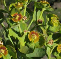 Euphorbia rigida - Flowers - Click to enlarge!