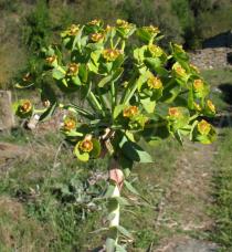 Euphorbia rigida - Inflorescence - Click to enlarge!