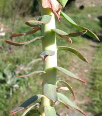 Euphorbia rigida - Leaf insertion - Click to enlarge!