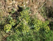 Euphorbia rigida - Habit - Click to enlarge!