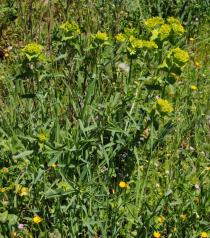 Euphorbia serrata - Habit - Click to enlarge!