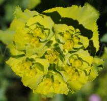 Euphorbia serrata - Inflorescence - Click to enlarge!