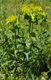 Euphorbia serrata - Habit - Click to enlarge!