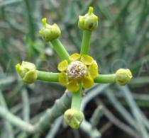Euphorbia tirucalli - Flowers - Click to enlarge!