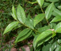 Eurya groffii - Foliage - Click to enlarge!