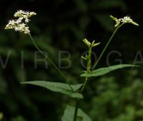Fagopyrum abbreviata - Inflorescence - Click to enlarge!