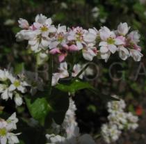 Fagopyrum esculentum - Inflorescence - Click to enlarge!