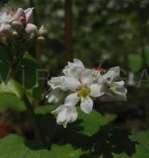 Fagopyrum esculentum - Flower - Click to enlarge!