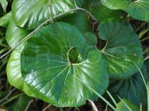 Farfugium japonicum - Foliage - Click to enlarge!