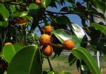 Ficus benjamina - Fruits - Click to enlarge!