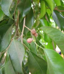 Ficus benjamina - Dried fruits - Click to enlarge!