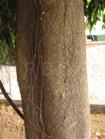 Ficus benjamina - Bark - Click to enlarge!