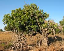 Ficus carica - Habit - Click to enlarge!