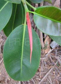 Ficus elastica - Leaves - Click to enlarge!