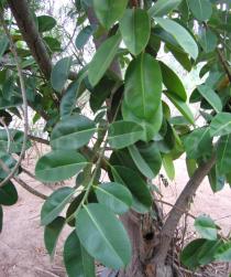 Ficus elastica - Foliage - Click to enlarge!
