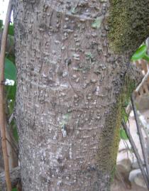 Ficus elastica - Bark - Click to enlarge!