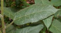 Ficus hirta - Leaf - Click to enlarge!