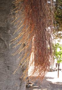 Ficus macrophylla - Aerial roots - Click to enlarge!