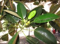 Ficus macrophylla - Foliage - Click to enlarge!